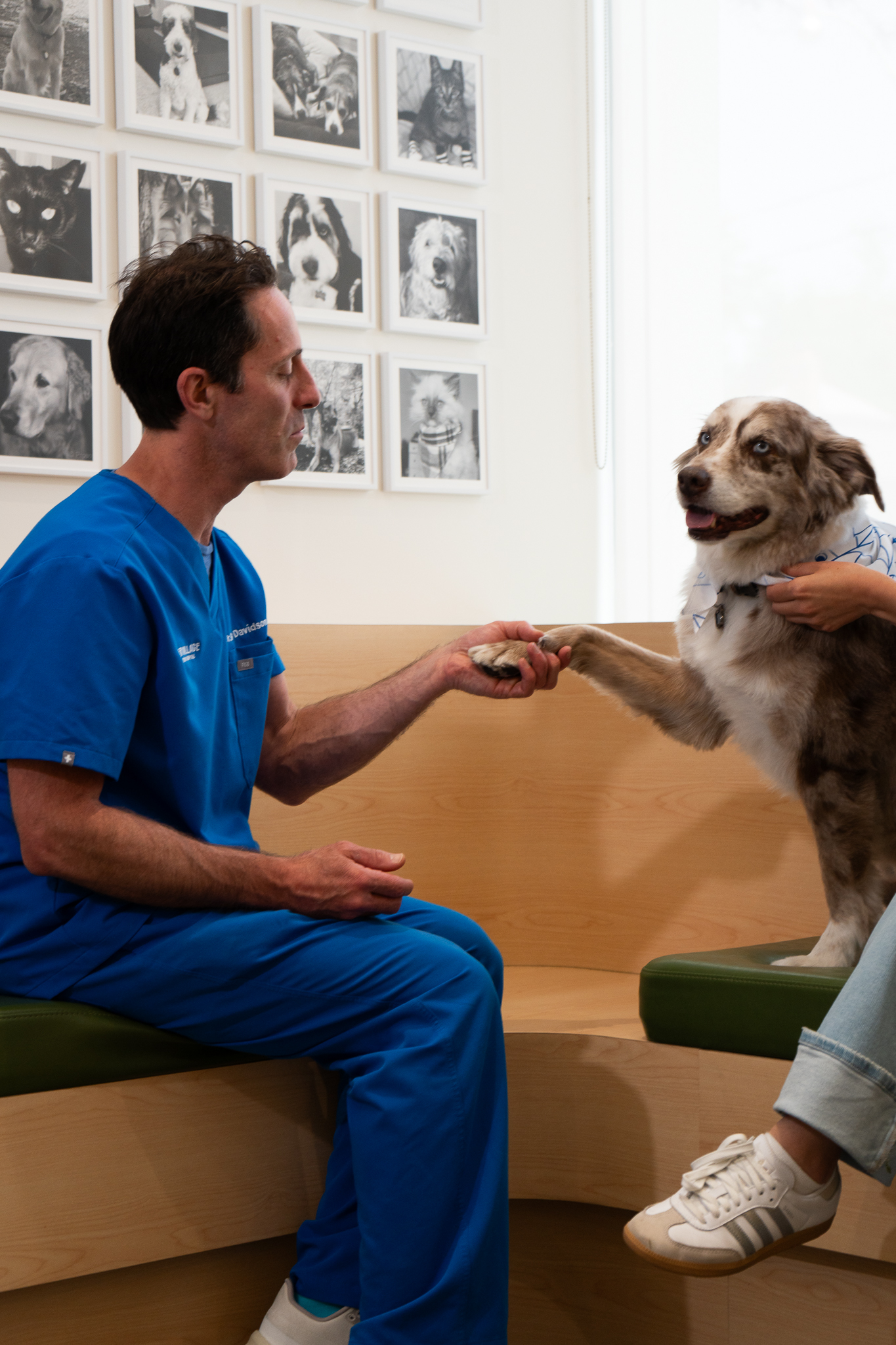 A veterinarian gently holding a dog's paw during a clinic visit