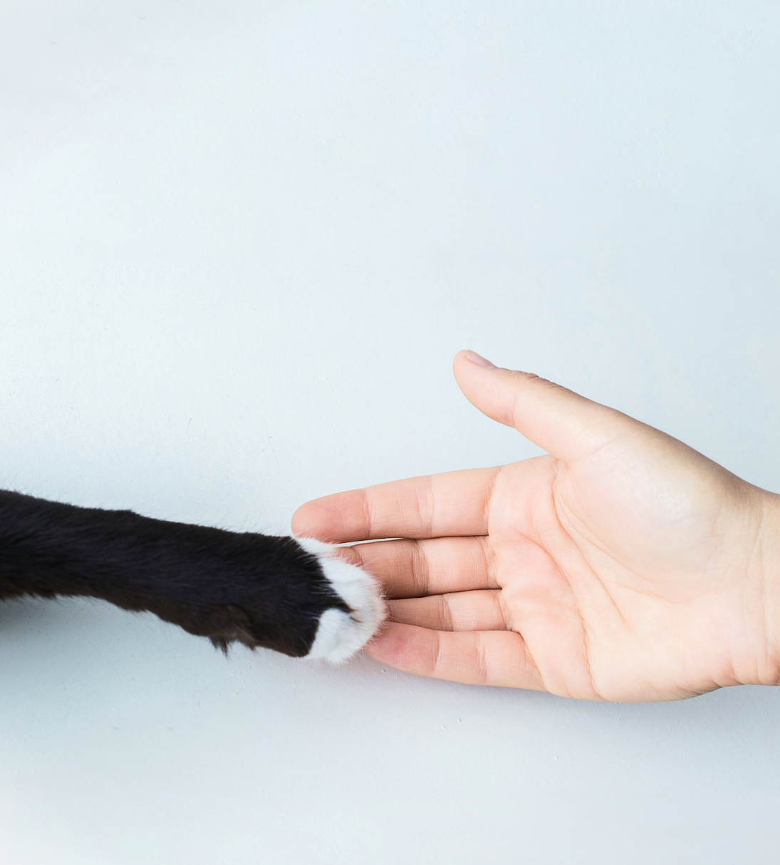 A pet's paw reaching into an open hand