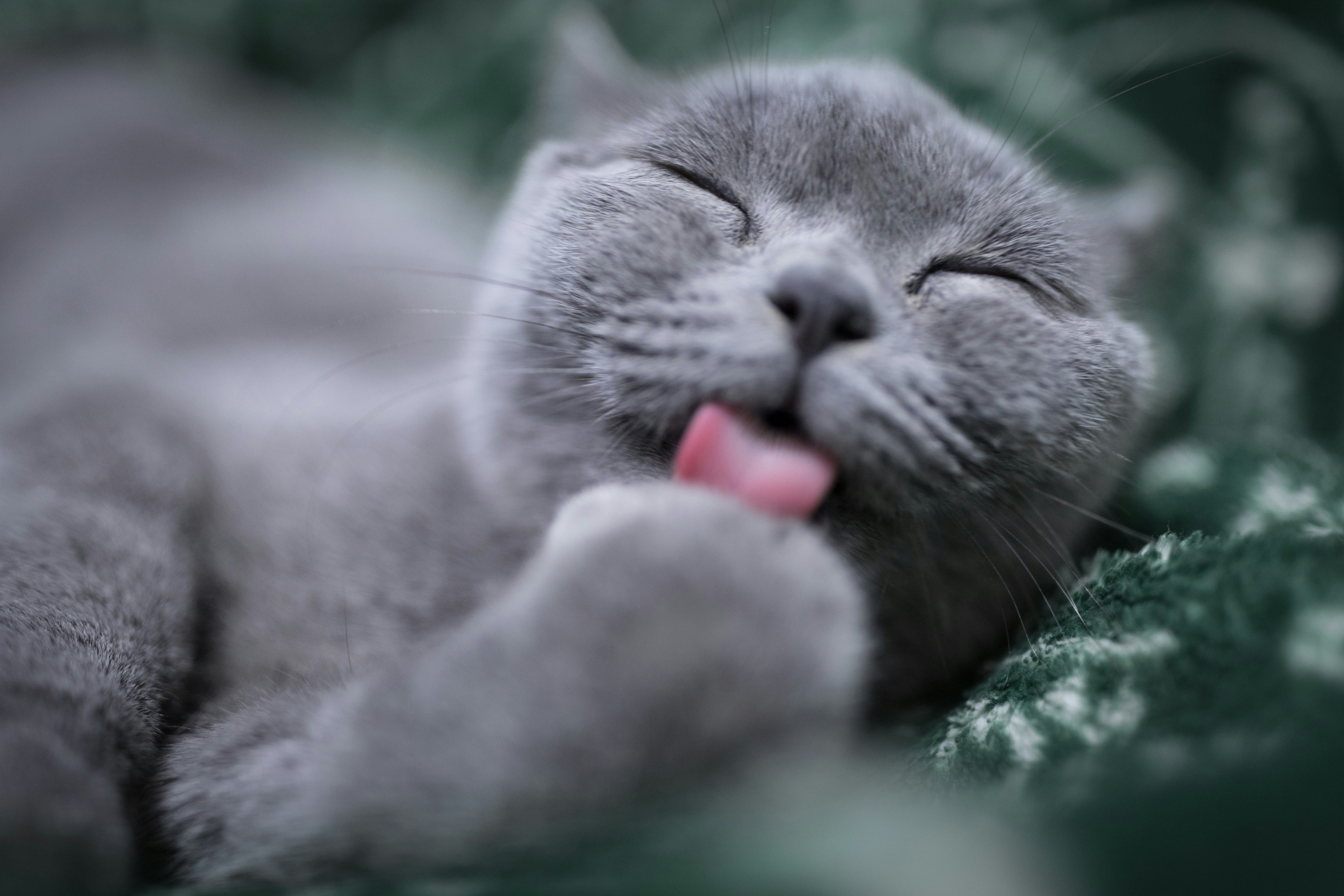 A relaxed grey cat grooming its paw
