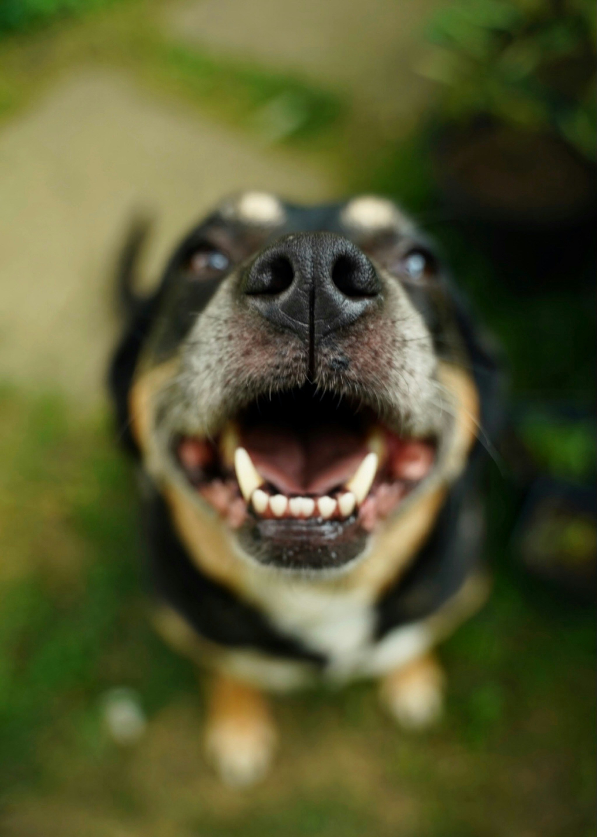 A happy dog with an open mouth and bright teeth