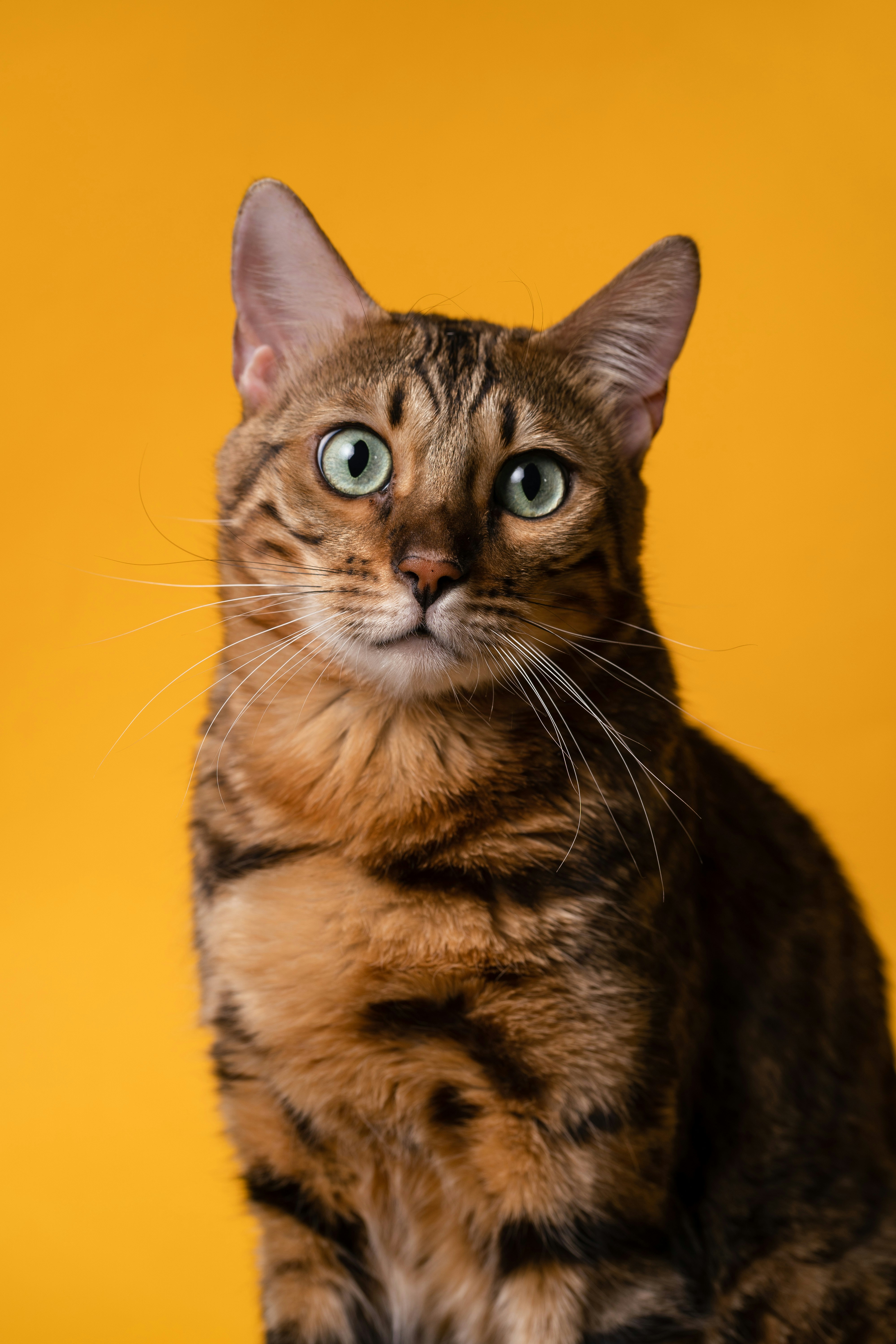 A bright-eyed tabby cat against a yellow background