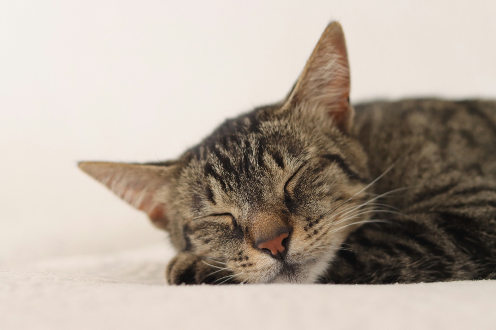 A tabby cat resting peacefully