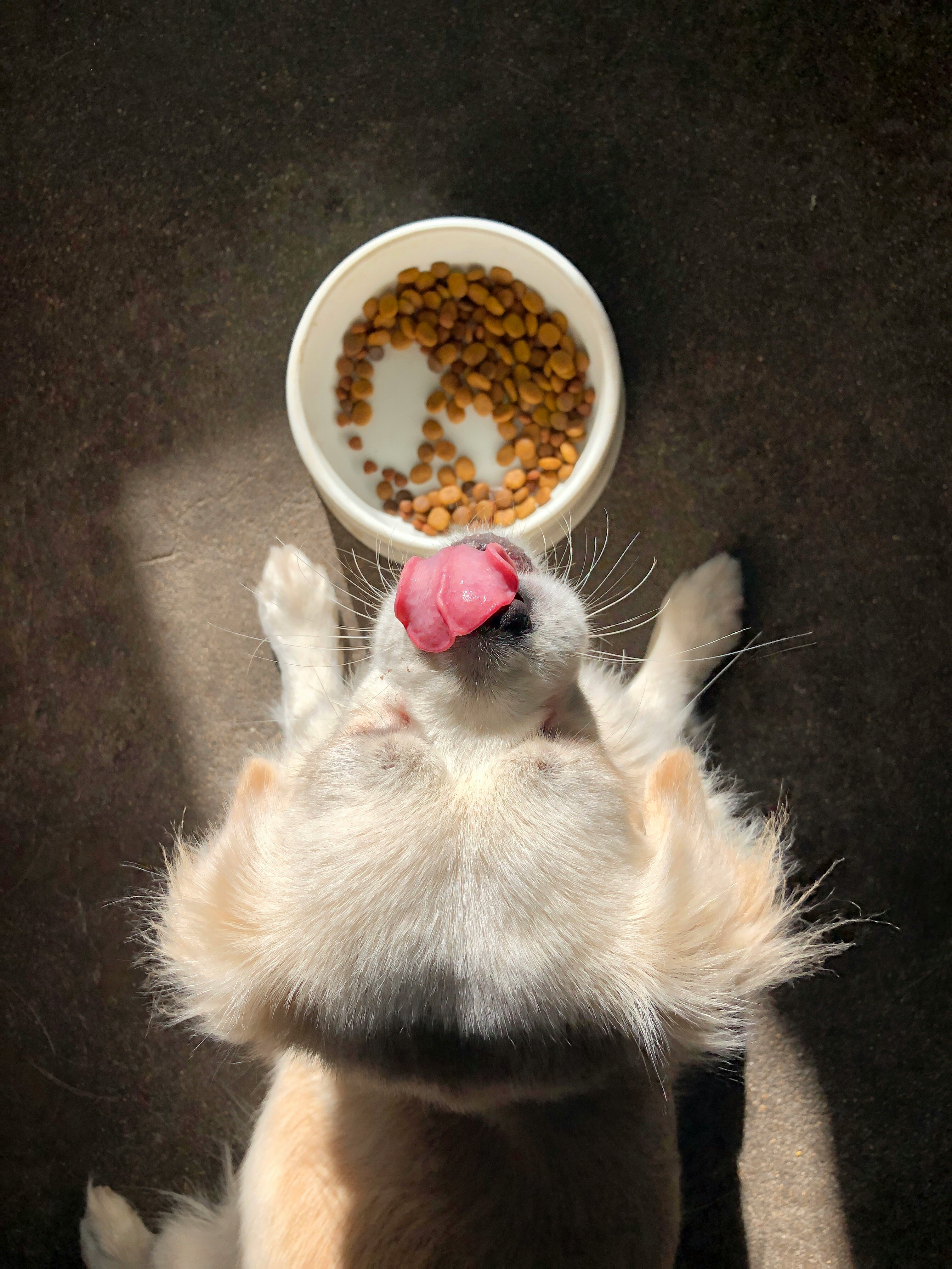 A dog licking its nose beside a bowl of kibble, viewed from above