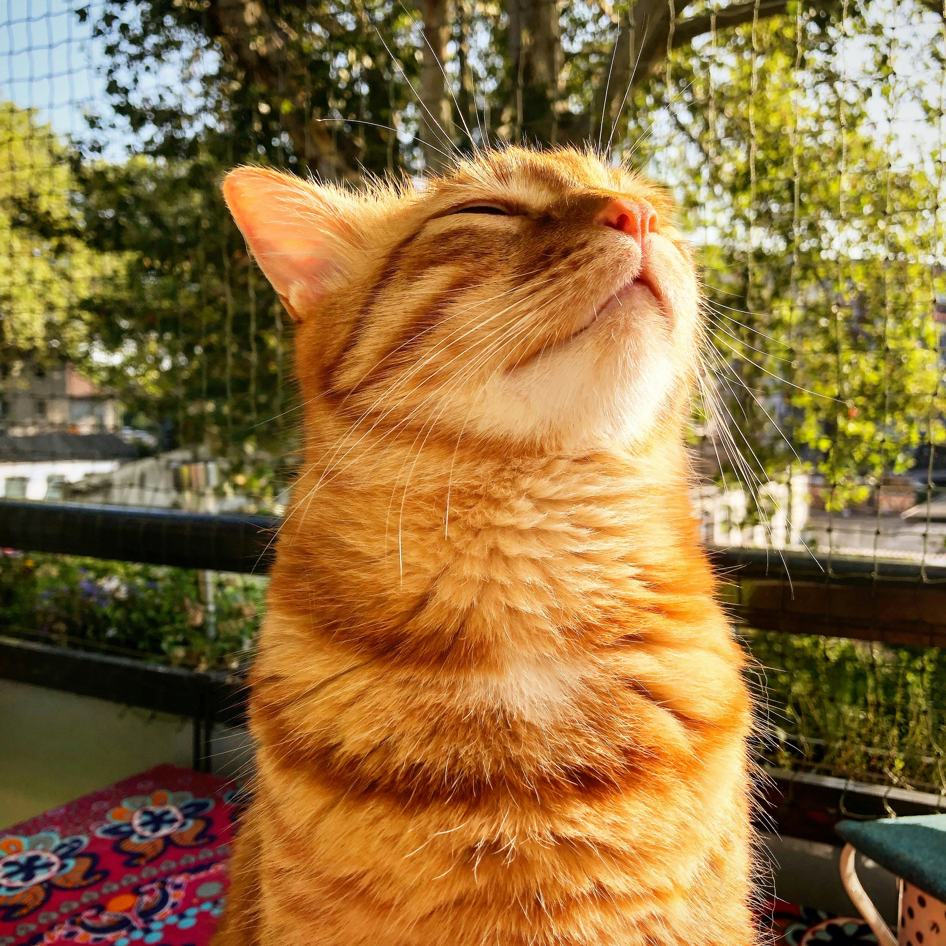 An orange cat enjoying the sunshine