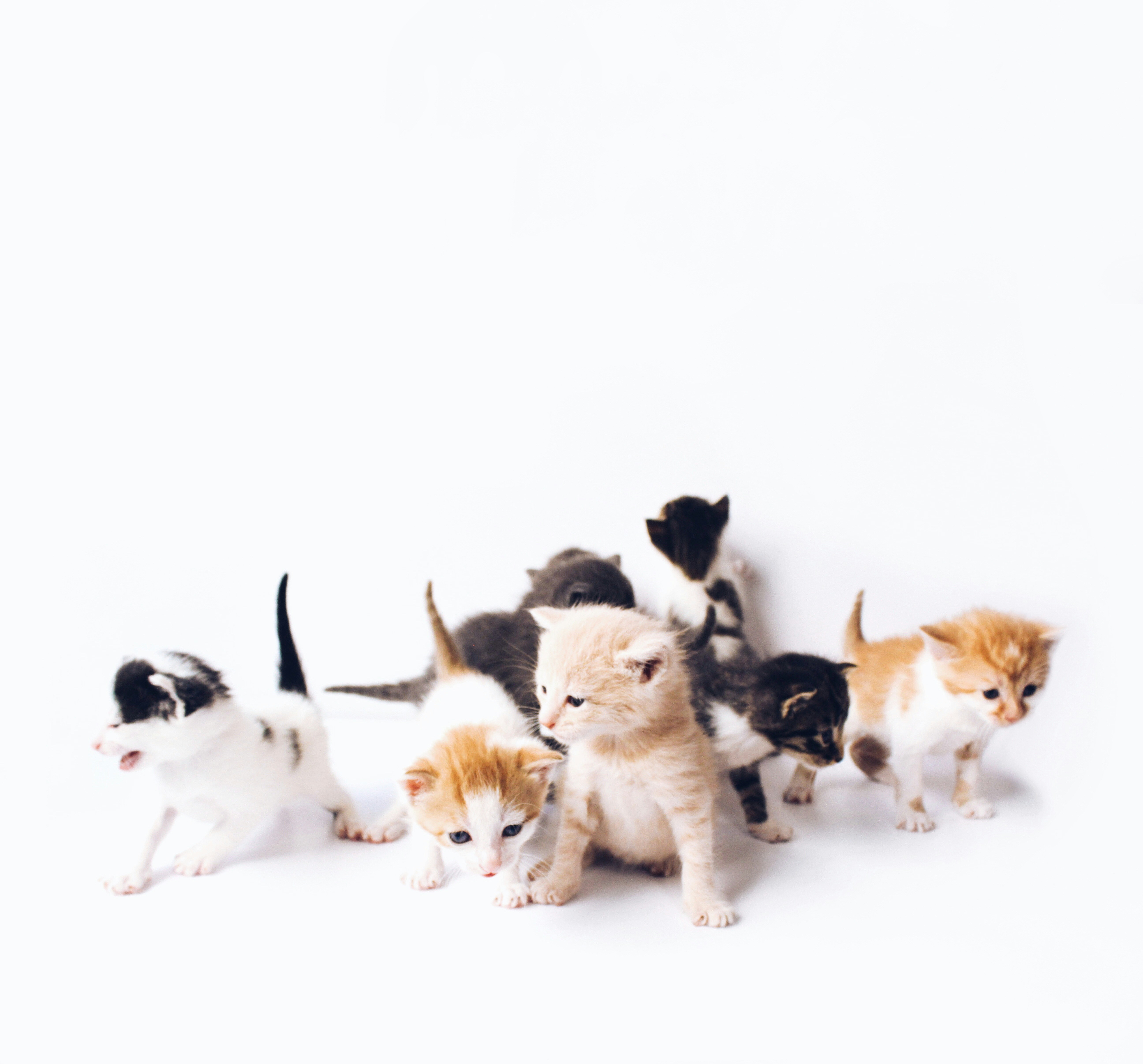 A group of young kittens exploring together