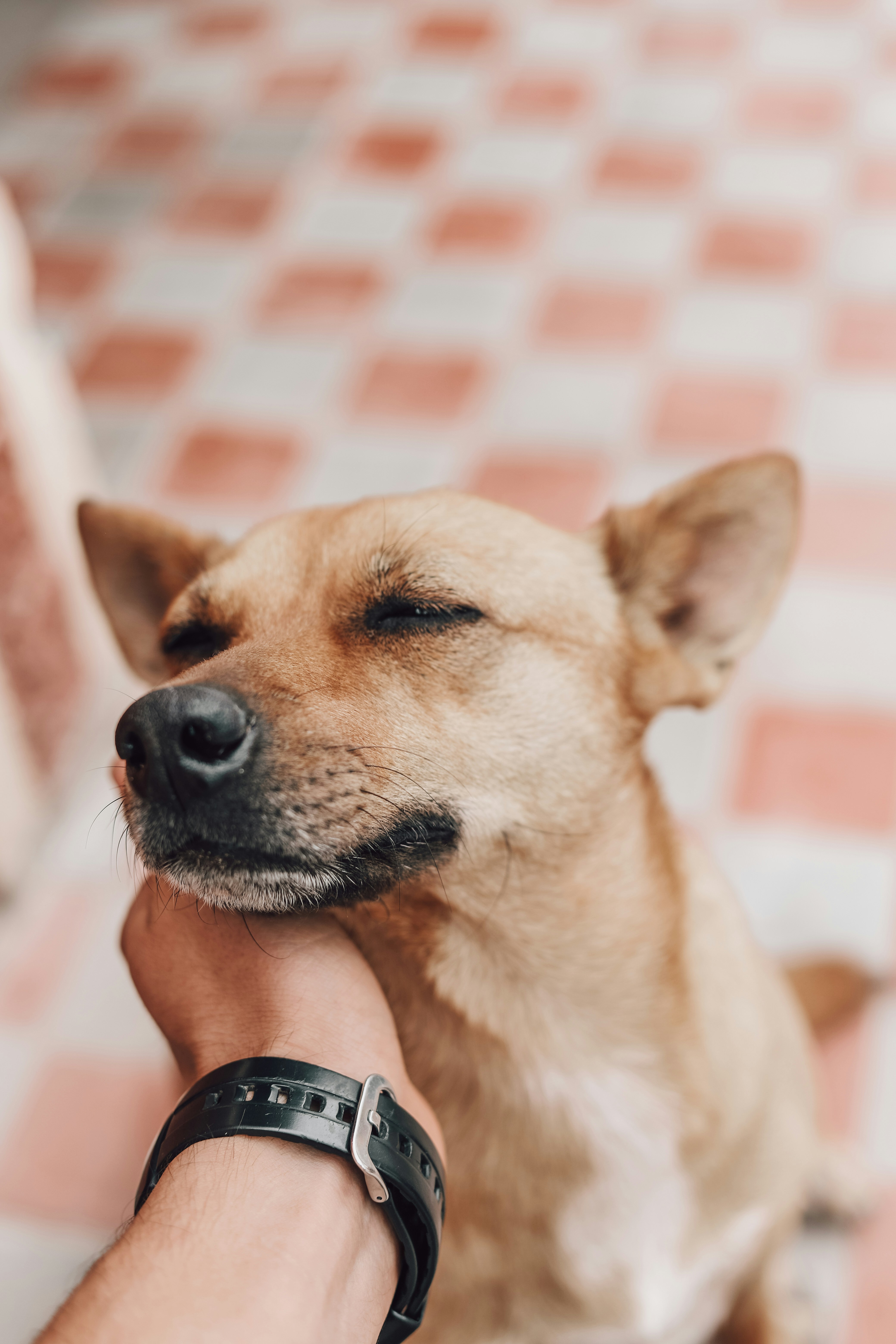A relaxed tan dog enjoying a gentle chin scratch