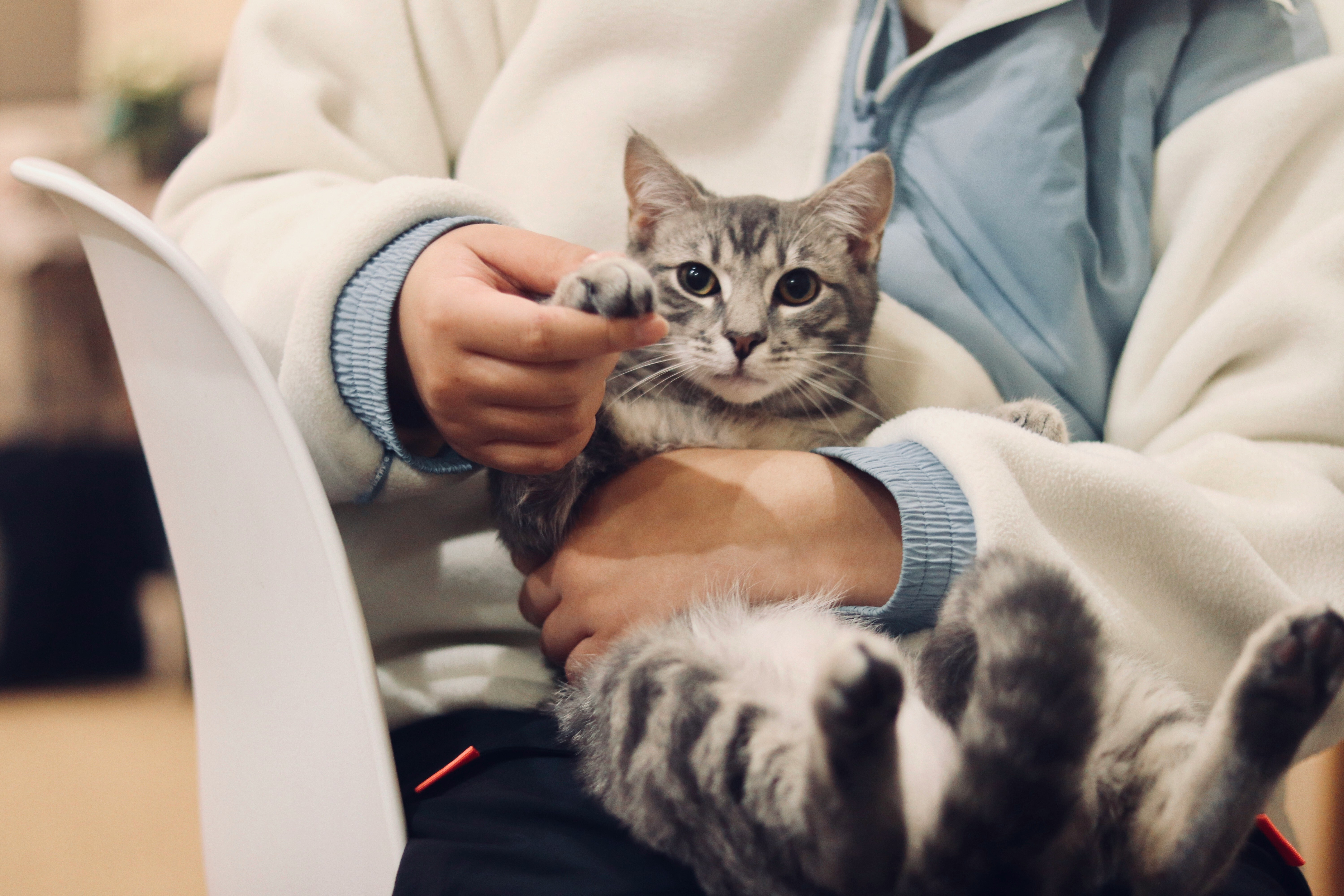 A grey tabby cat cradled in someone’s arms while they gently hold its paw