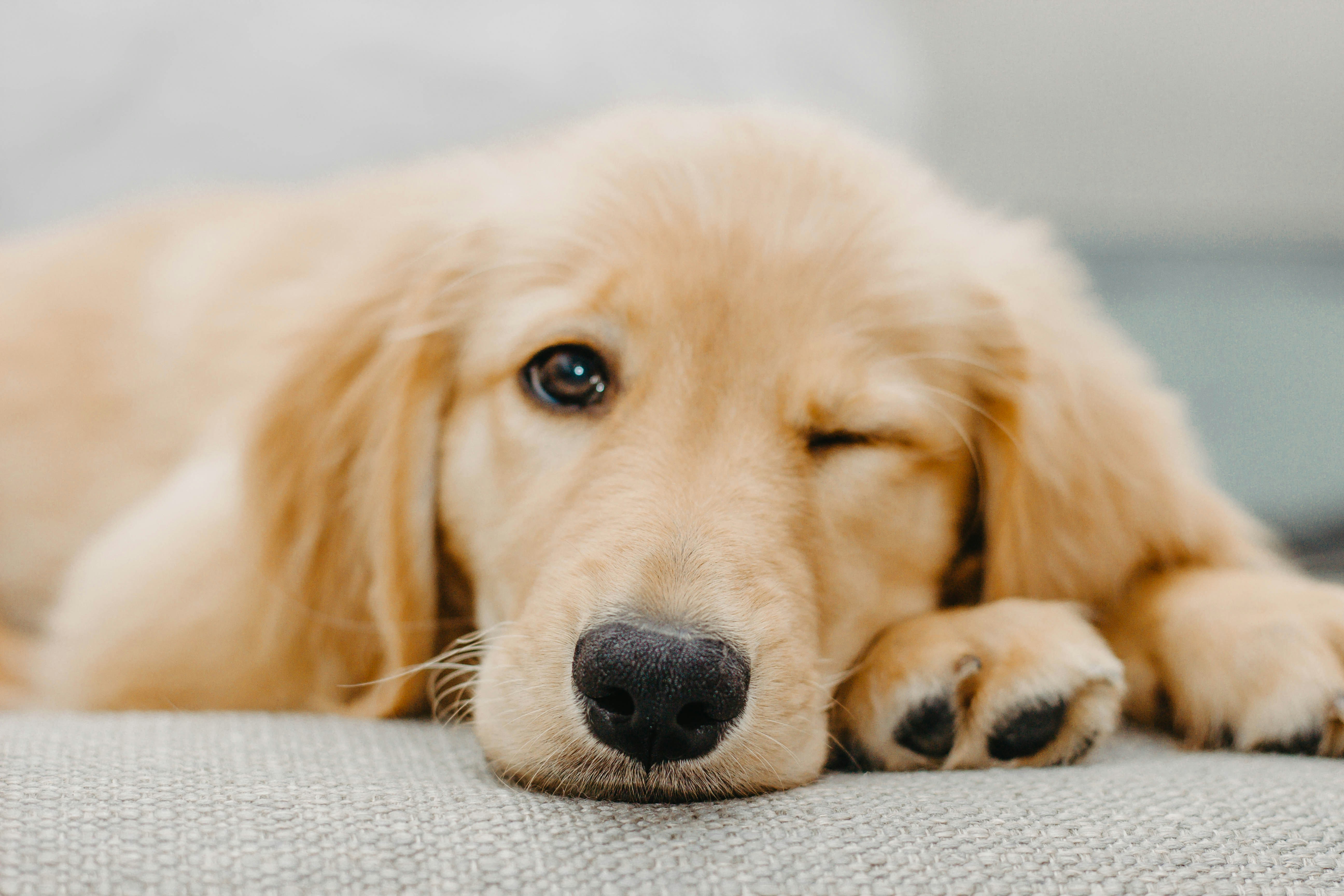 A golden puppy resting on a soft blanket