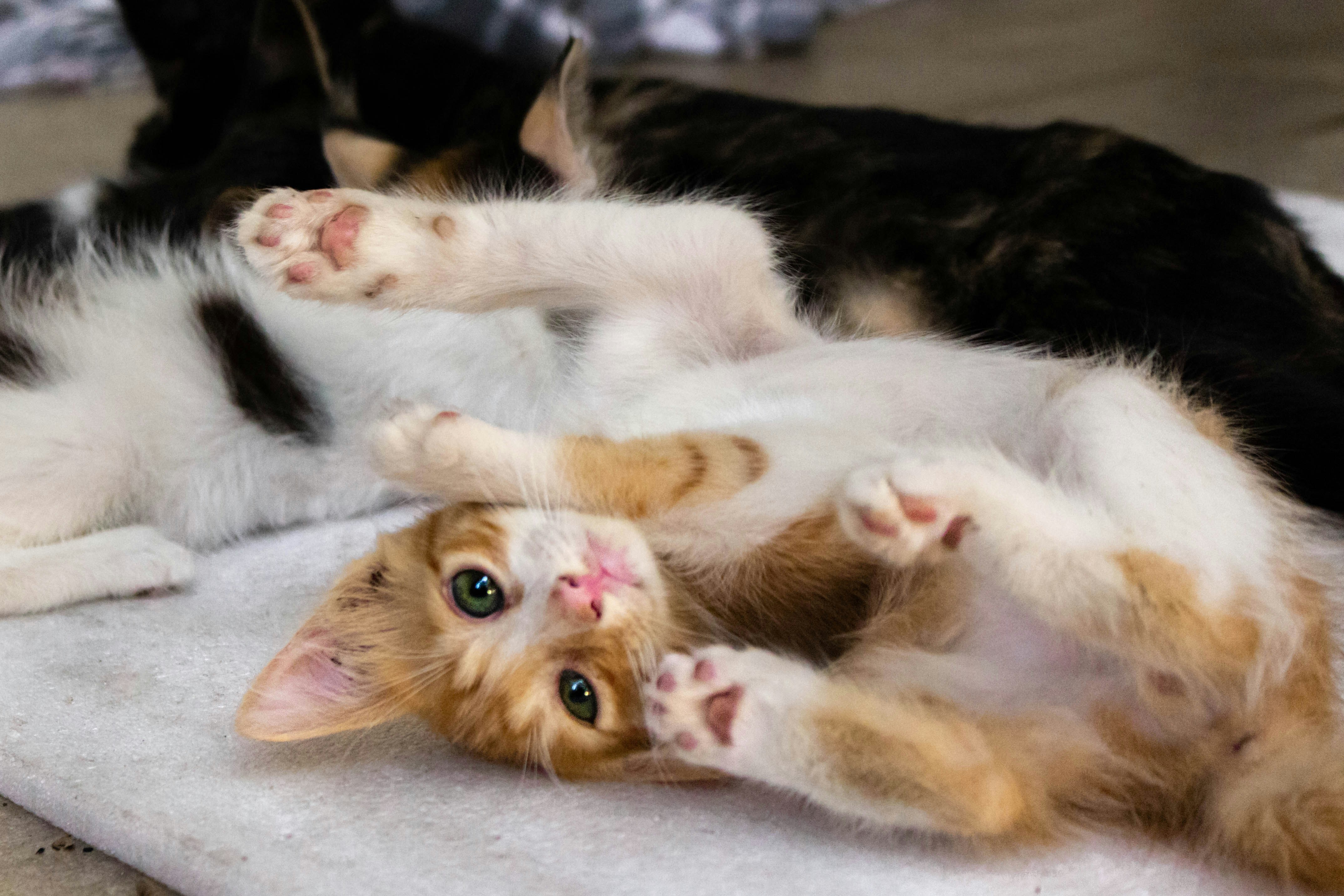 A playful orange and white kitten lying on its back