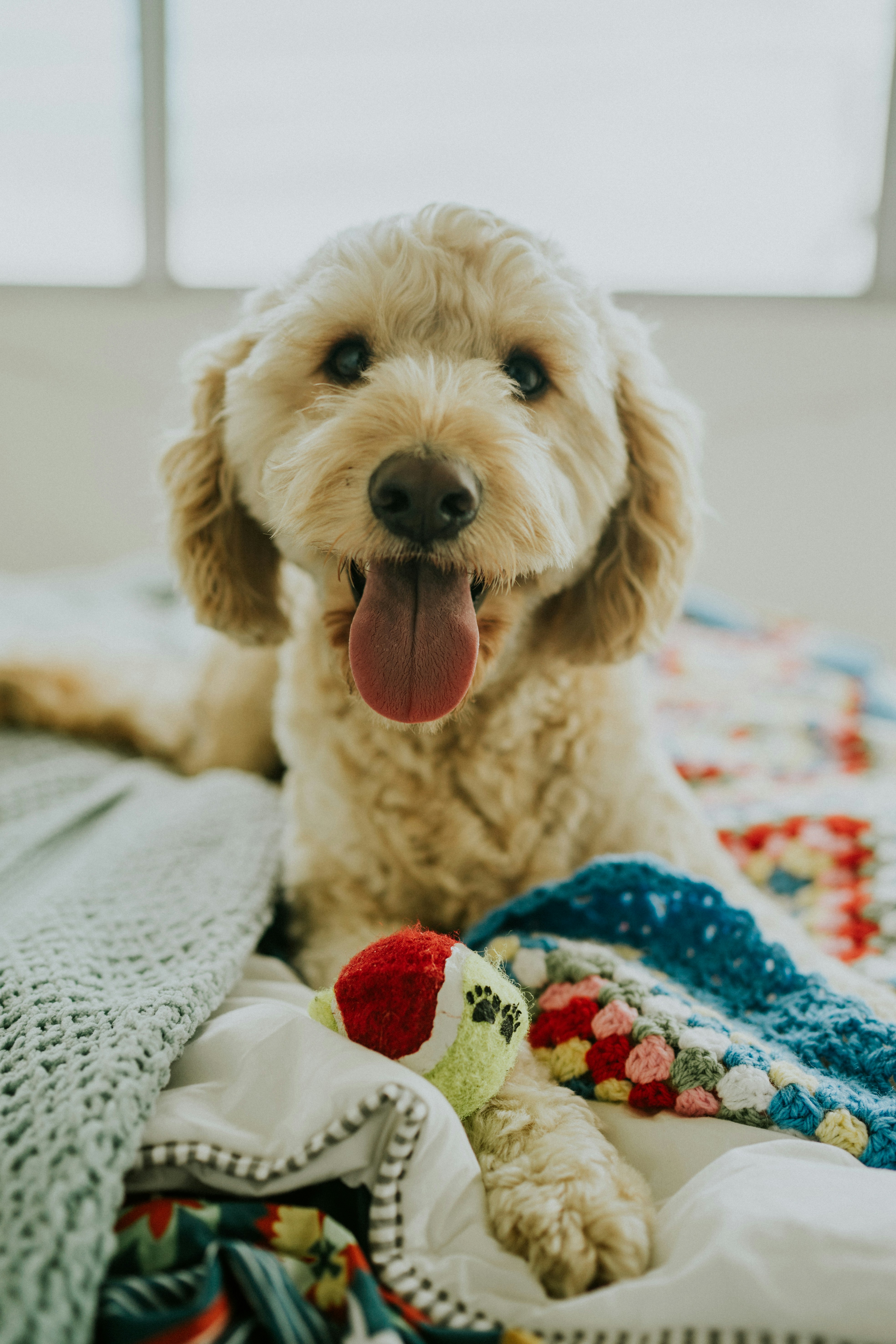 A happy cream-coloured dog relaxing on a bed