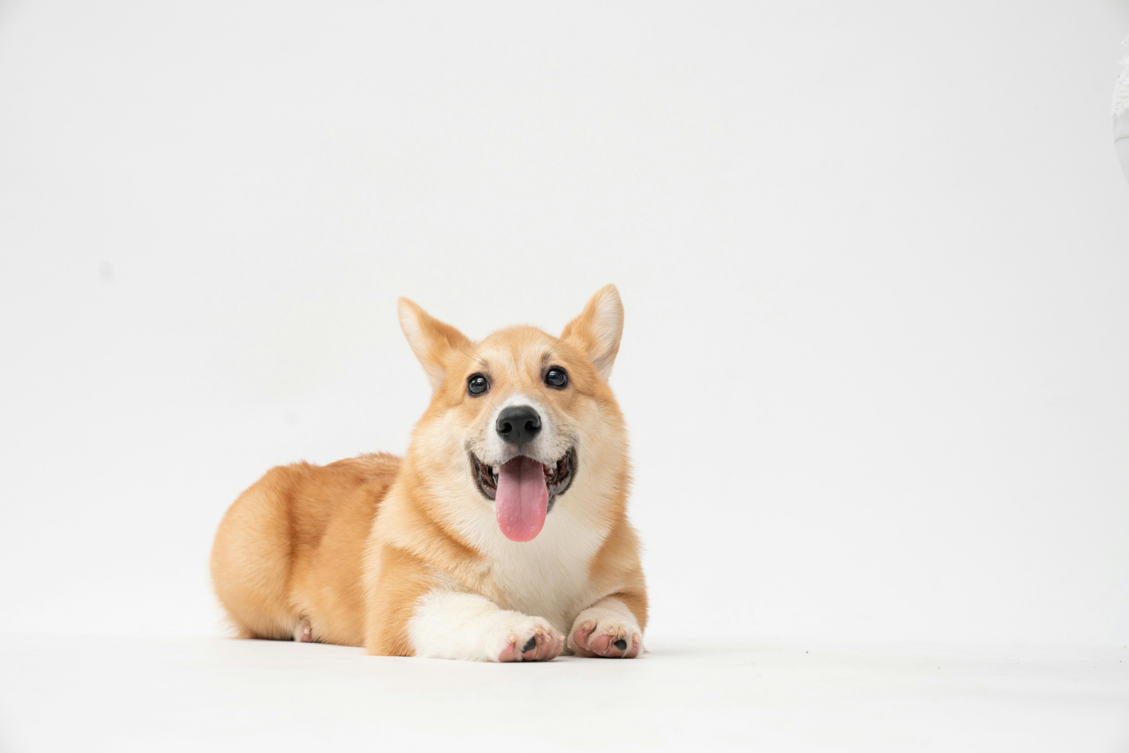 A cheerful corgi lying against a light background