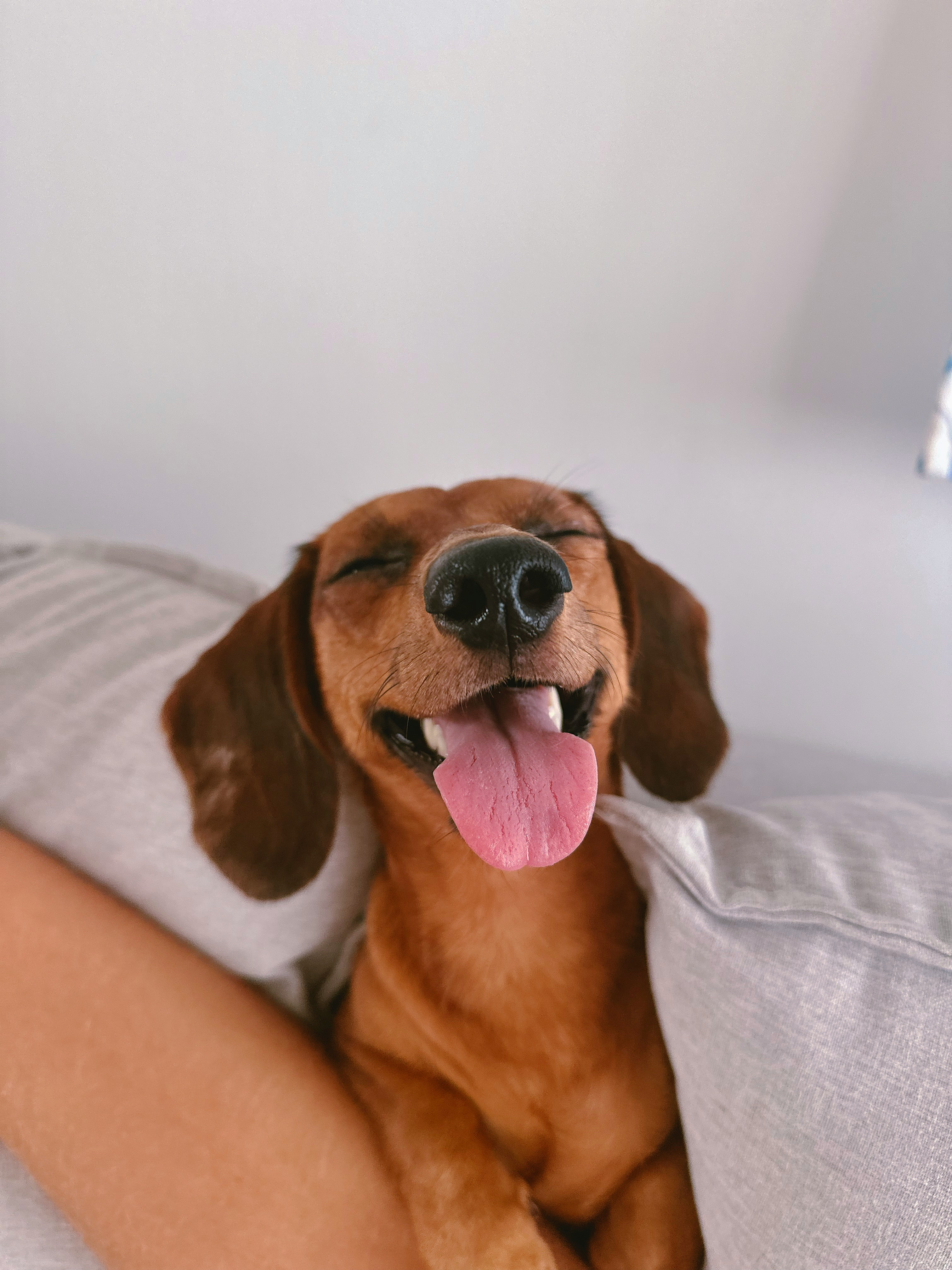 A happy dachshund relaxing on a sofa