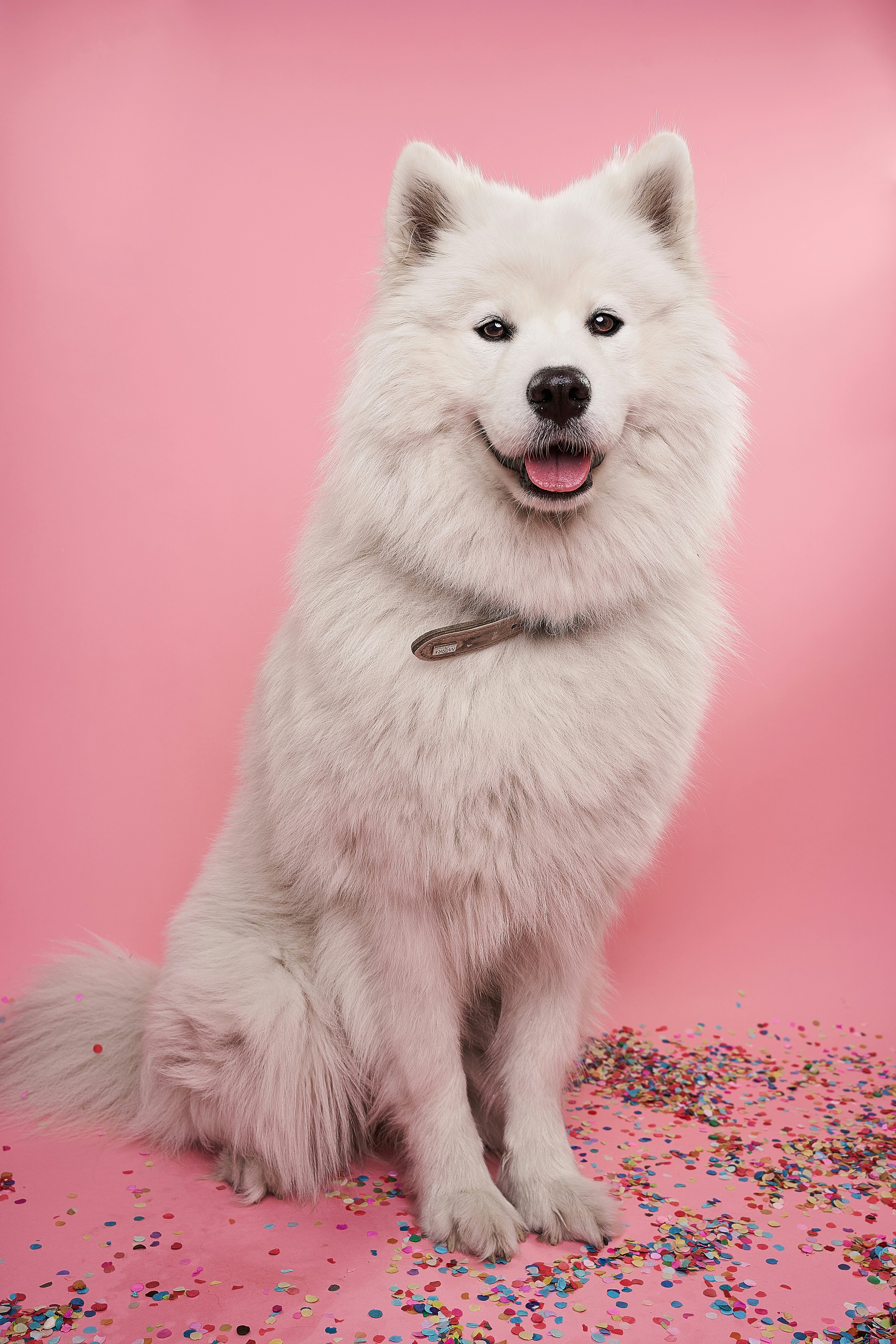 A white fluffy dog sitting against a pink background