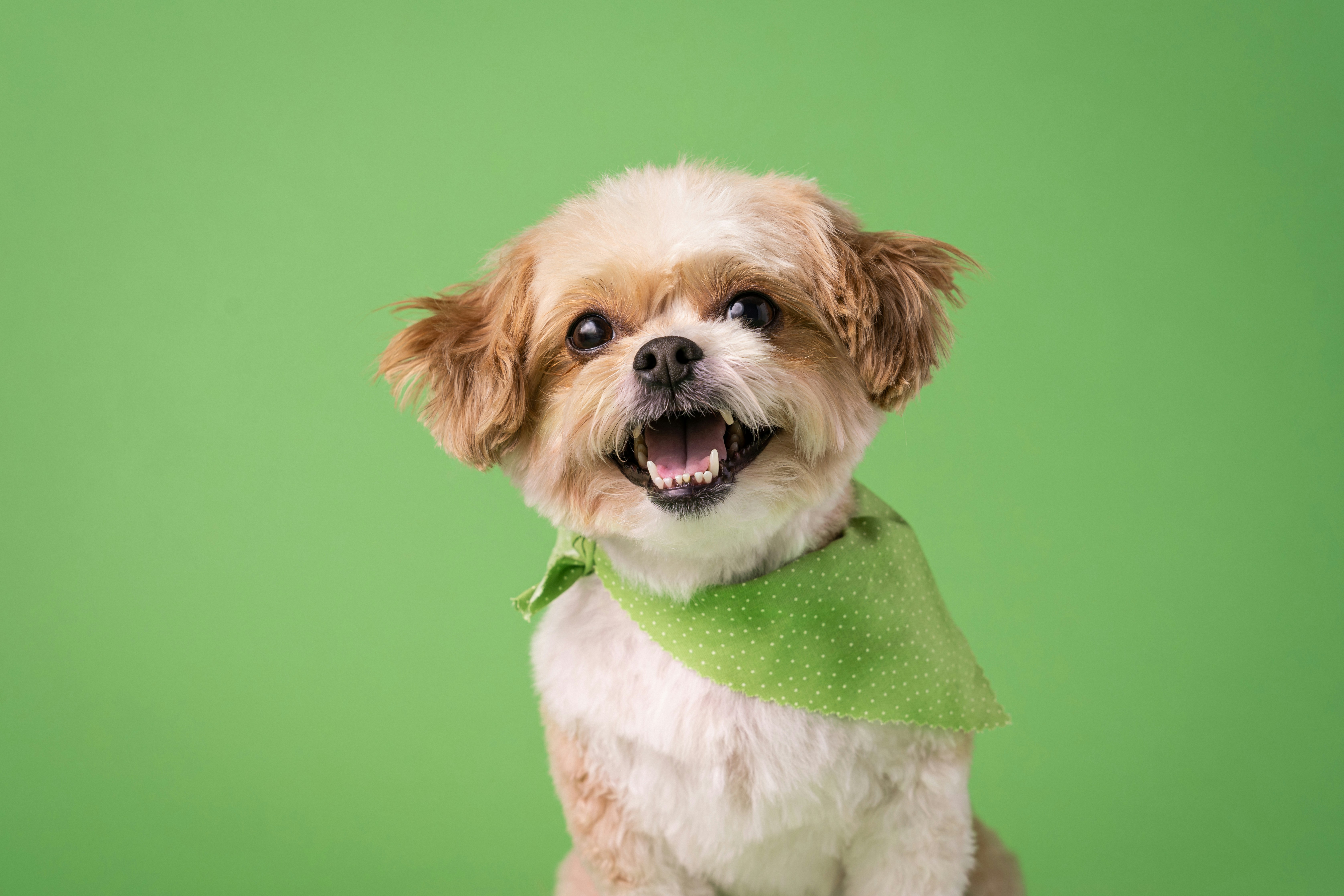 A happy small dog wearing a green bandana